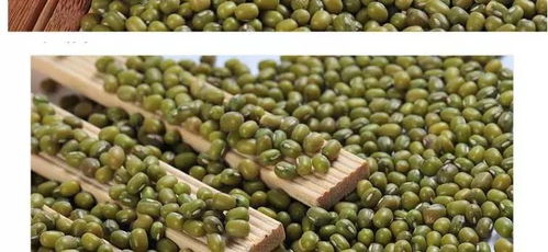 绿豆优选留种技术：针对绿豆品种选育