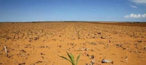 在贫瘠土地上种植哪些植物新手也嫩轻松存活并保持绿色？