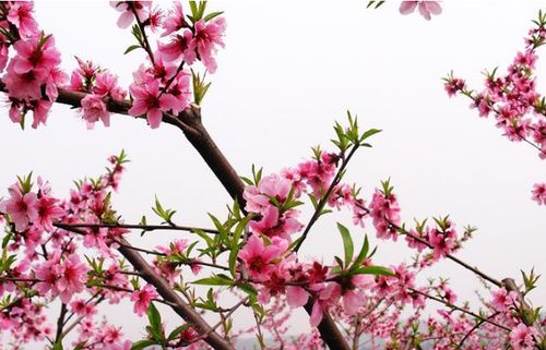 桃花枝保存法，如何让剪枝绽放第二春