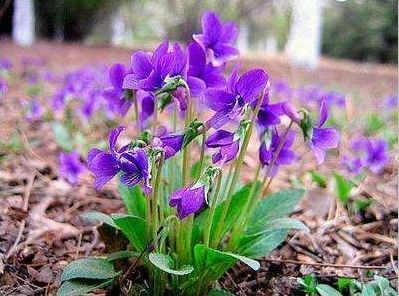 寻找紫色地丁花种子的心路历程