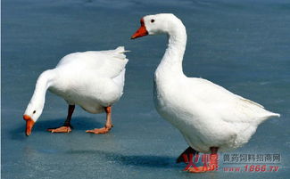 揭秘鹅的迷人外形与生活习性：畜牧领域的焦点话题