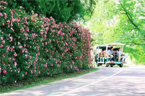 月季花的淡欲无求与青色烟雨的交织