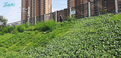 二、 园林工程与园林绿化工程的关系