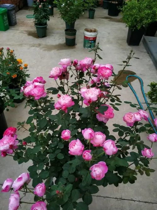 爆花的美景：清新又温柔的绿冰月季