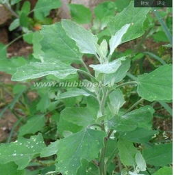 玉米除草剂：灰灰菜的“克星”吗？