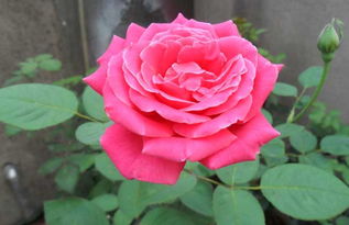 病毒与月季花叶子发黄