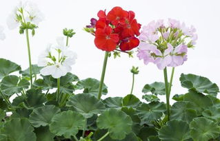 懒人养花首选：万寿菊