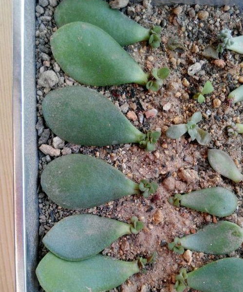 玉树叶子变薄？是修剪过度还是病虫害