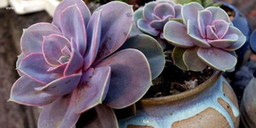 科学养殖，真的靠谱吗？