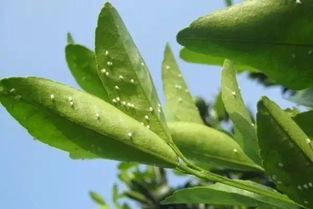 一、水锈病是什么鬼？