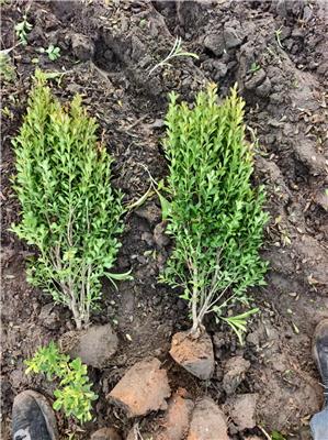 小叶黄杨的扦插——夏季嫩枝条的秘密