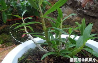 石斛换盆季节应该施用哪种底肥？有什么技巧和注意事项