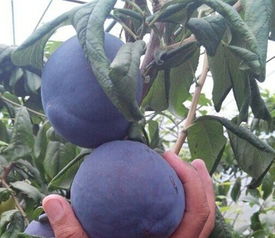 李子树喜阳还是喜阴？阳光李子树，种植指南！