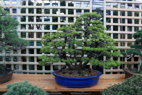 逛市场， 心情美美哒