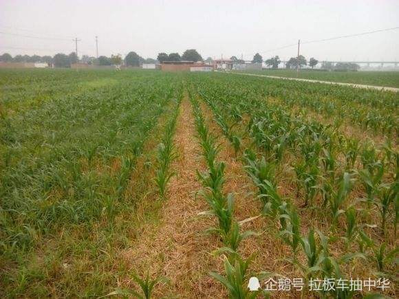 乙羧草甘膦的除草效果如何？