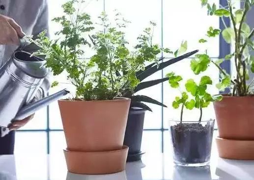 夏天室内养花，你真的会吗？