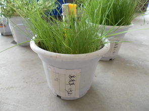 寒冷的北国与温暖的南方