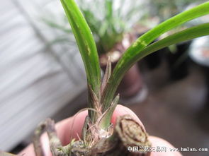 兰花老头如何科学催芽？促进发芽的关键技巧是什么