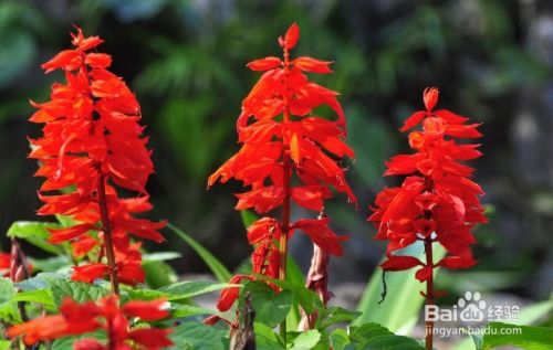 多头卡布奇诺：好开刺多， 辉煌：好开花型好堪