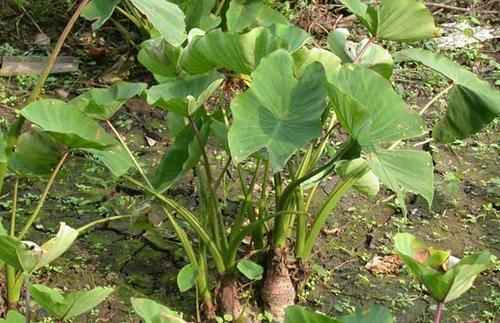 揭秘香芋高产种植秘籍：如何高效栽培？