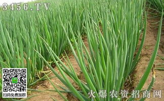 大葱播种最佳时机，春季播种正当时！