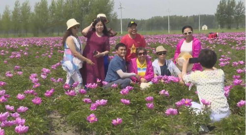 花开健康路，探寻平安健康花