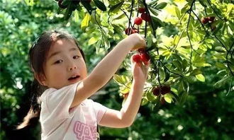 黑龙江梓树种子采摘小贴士