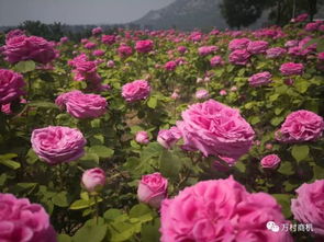 月季花：养好它，大花艳丽不是梦