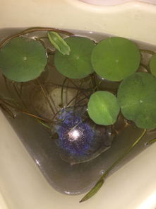 碗莲叶子变黑，如何挽救