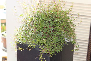 水多也Neng“毒害”牡丹吊兰？