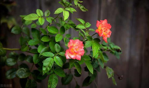 热可可，真的不是咖啡吗？