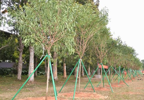 黄金柳树的用途广泛