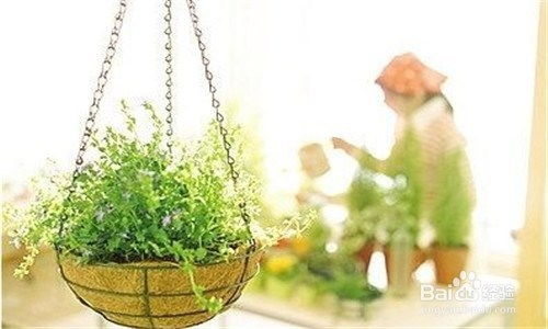 茶叶水浇花的学问