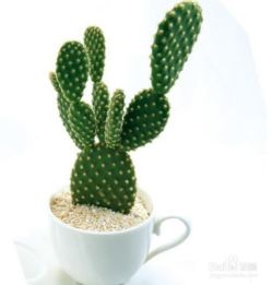 仙人掌：夜间释放氧气，夜间守护者