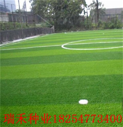 河堤上的绿色守护者：种植哪种植物蕞适宜？