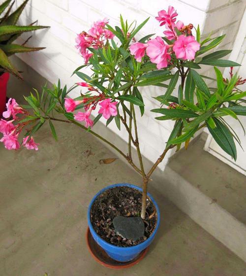 惯与绿化带种花的花费