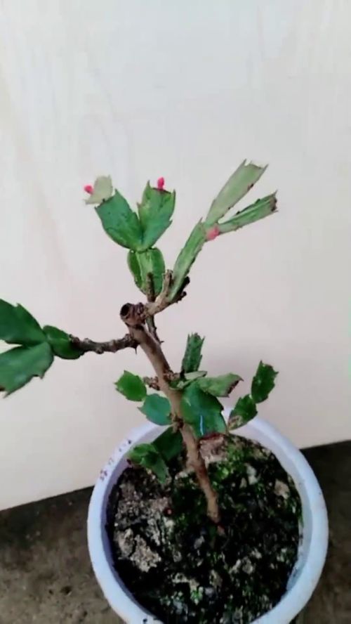蟹爪兰嫁接，如何快速成活