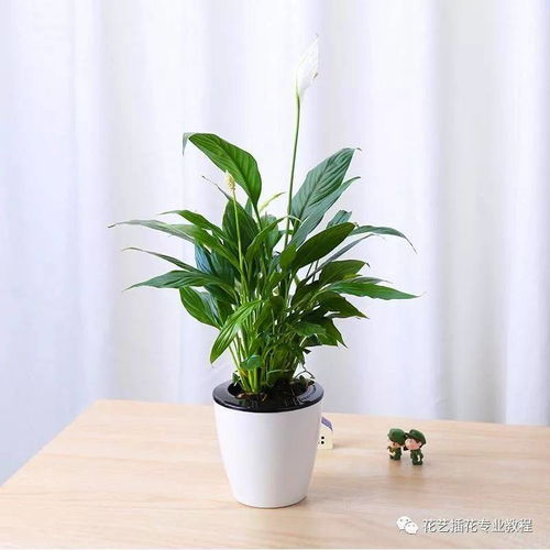 君子兰：家庭和睦的象征