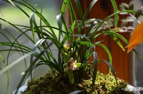 二、 土壤的选择