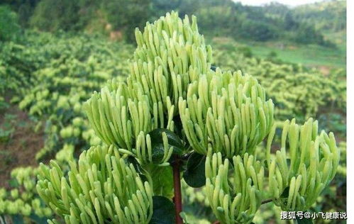 金银花每亩种植多少株最合适？如何管理才能提高产量