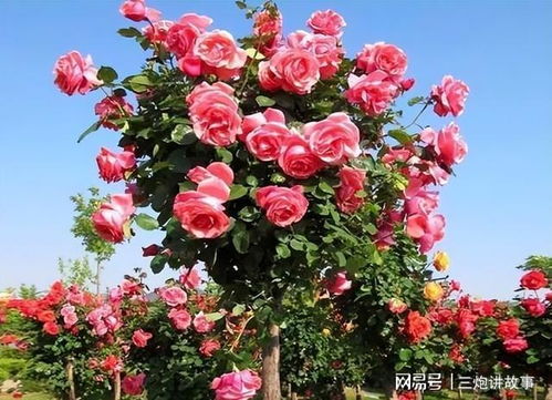 根系检查，关键kan这一步