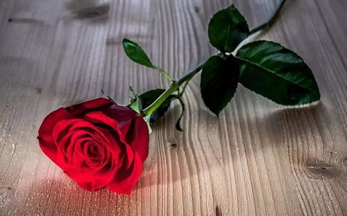 玫瑰花能做什么？这几个小技巧
