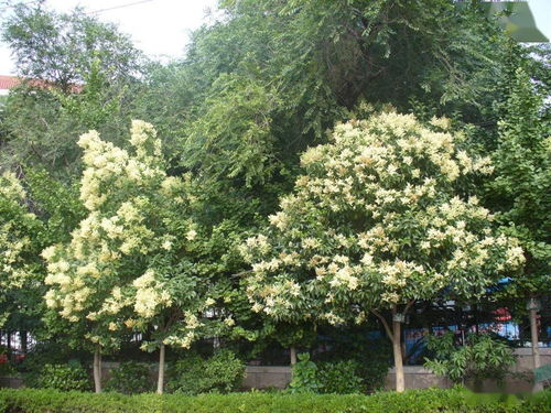 嫁接技术操作规范