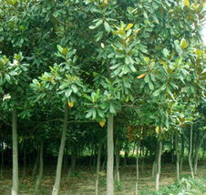 南阳市宛农苗木基地