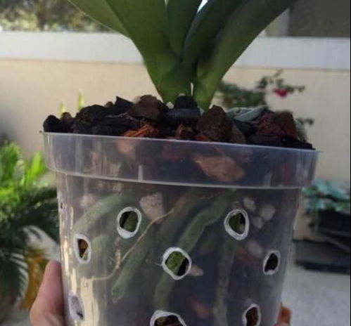 蝴蝶兰换水苔时如何避免水苔过度湿润导致根部腐烂？