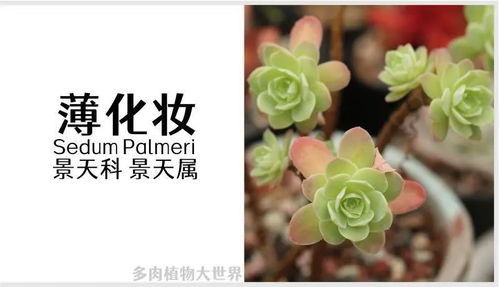 薄化妆多肉养护技巧中，如何根据种植指南正确调整光照和浇水频率
