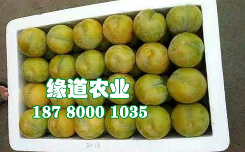 李子膨大期，啥意思呢？