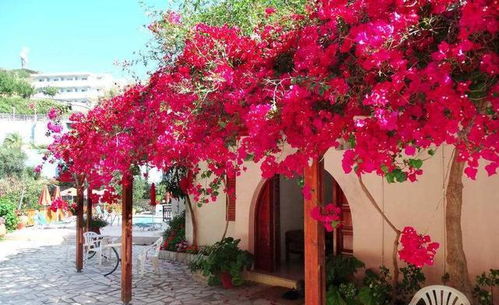 金露梅：耐寒性强， 绿叶映红