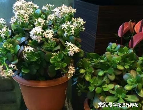 玉树开花之谜， 季节与时间的秘密大揭秘