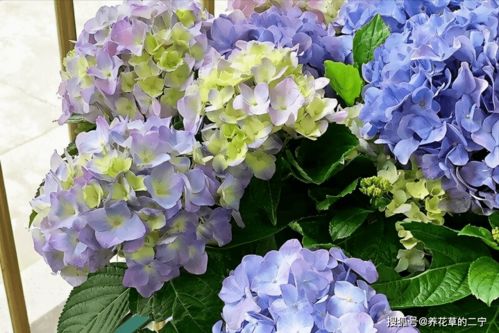 绣球老桩苗：爆款花卉，超值低价抢购！